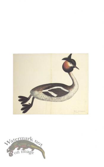 GREAT CRESTED GREBE . PL 34